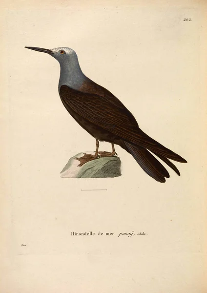 Oiseau Eau Nouveau Recueil Planches Coloriees Oiseaux 1850 — Photo