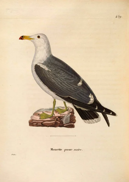 水鳥の鳥 ヌーボーレキュイユ プランシュ Coloriees Oisaux 1850 — ストック写真