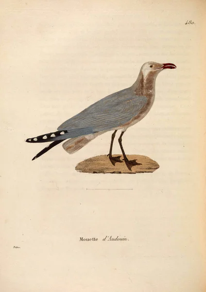 Oiseau Eau Nouveau Recueil Planches Coloriees Oiseaux 1850 — Photo