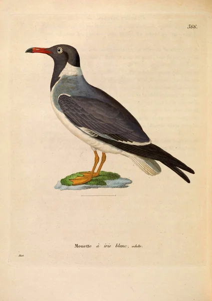Πουλί Υδρόβια Πτηνά Nouveau Recueil Planches Coloriees Oiseaux 1850 — Φωτογραφία Αρχείου