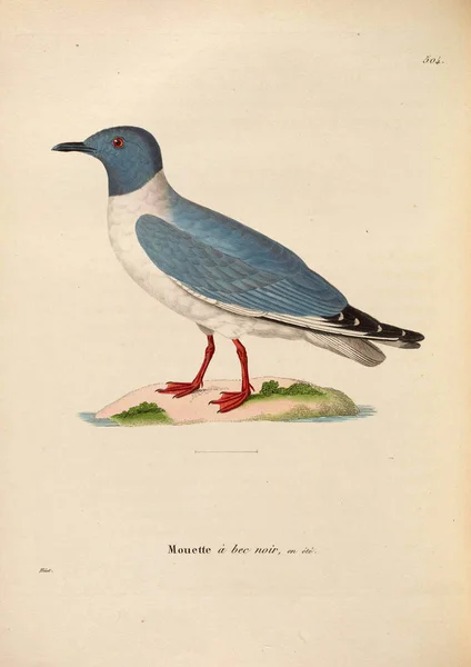 Oiseau Eau Nouveau Recueil Planches Coloriees Oiseaux 1850 — Photo