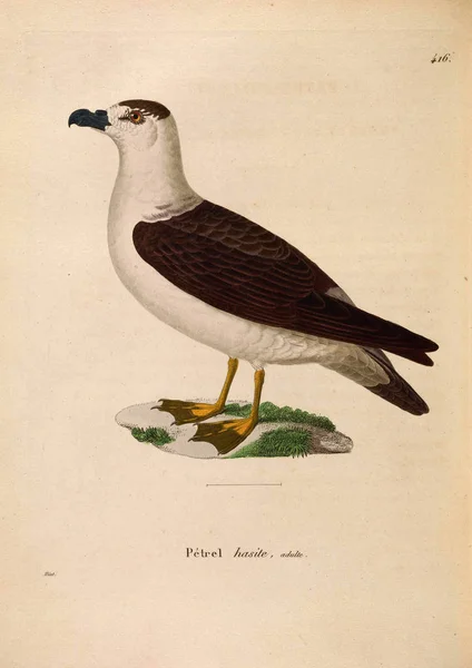 Птица Водоплавающая Nouveau Recueil Planches Coloriees Oiseaux 1850 — стоковое фото