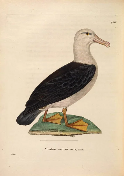 Πουλί Υδρόβια Πτηνά Nouveau Recueil Planches Coloriees Oiseaux 1850 — Φωτογραφία Αρχείου
