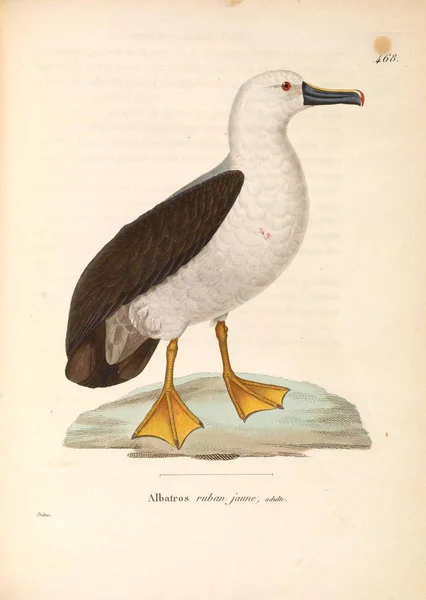 Pássaro Aves Aquáticas Nouveau Recueil Planches Coloriees Oiseaux 1850 — Fotografia de Stock