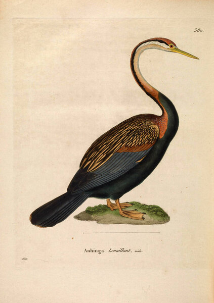 Illustration of bird.  Nouveau recueil de planches coloriees d'oiseaux 1850