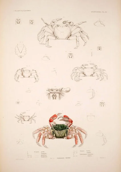 Ilustração Caranguejo Publicação Philadelphia 1852 1855 — Fotografia de Stock
