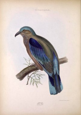 Avrupa silindir. Cins kuşların. Londra 1849