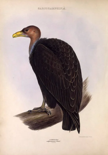 Sęp Brodaty Sęp Rodzajów Ptaków Londyn 1849 — Zdjęcie stockowe