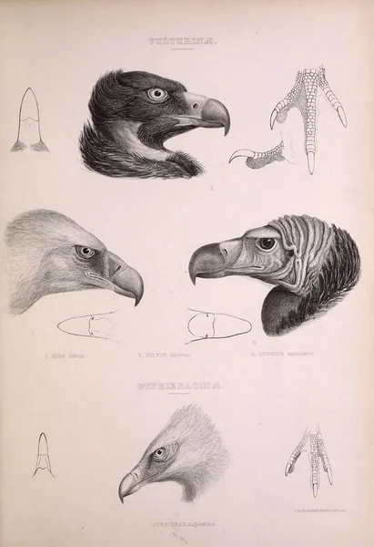 大胡子秃鹫 鸟类的属 伦敦1849 — 图库照片