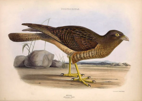 Ilustración Ave Rapiña Los Géneros Aves Londres 1849 —  Fotos de Stock