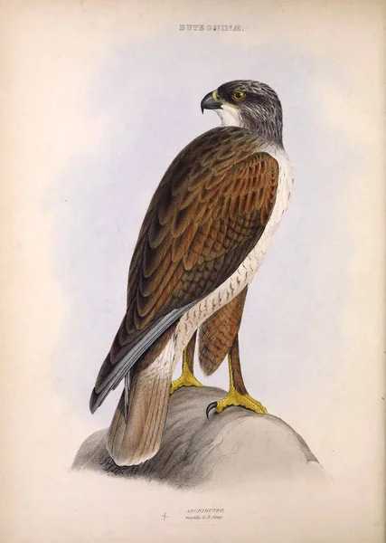 Ilustración Ave Rapiña Los Géneros Aves Londres 1849 — Foto de Stock