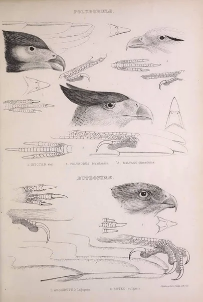 Иллюстрация Хищной Птицы Роды Птиц Лондон 1849 — стоковое фото