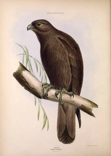 Bir Yırtıcı Kuş Illustration Cins Kuşların Londra 1849 — Stok fotoğraf