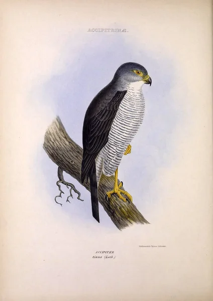 Illustratie Van Een Roofvogel Geslachten Van Vogels Londen 1849 — Stockfoto