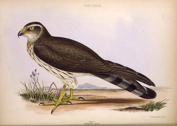 Bir Yırtıcı Kuş Illustration Cins Kuşların Londra 1849 — Stok fotoğraf