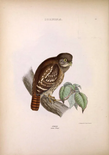Ilustracja Sowa Rodzajów Ptaków Londyn 1849 — Zdjęcie stockowe