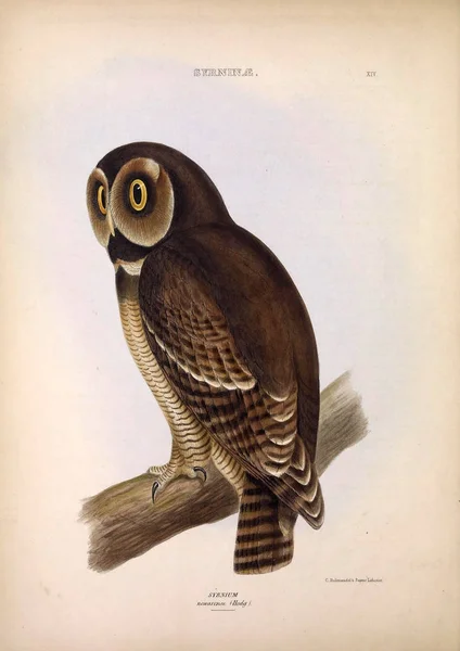 Obrázek Sovy Rody Ptáků Londýn 1849 — Stock fotografie