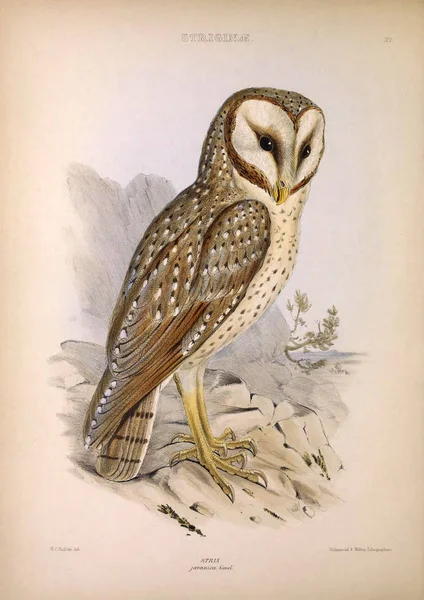 Obrázek Sovy Rody Ptáků Londýn 1849 — Stock fotografie
