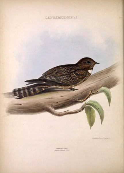 Nightjar Géneros Das Aves Londres 1849 — Fotografia de Stock