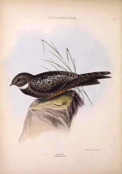 Lelek Rodzajów Ptaków Londyn 1849 — Zdjęcie stockowe