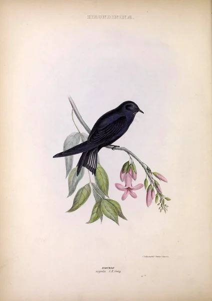 Slikken Geslachten Van Vogels Londen 1849 — Stockfoto