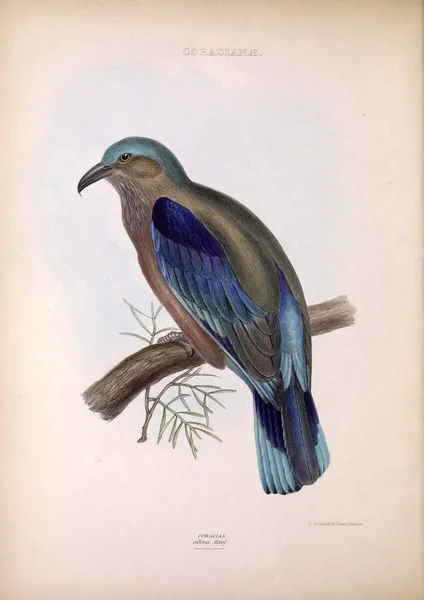 Scharrelaar Geslachten Van Vogels Londen 1849 — Stockfoto