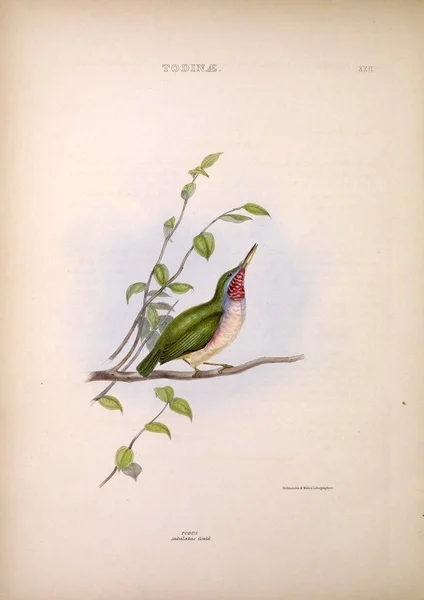 Todus Genera Birds London 1849 — Stock Photo, Image