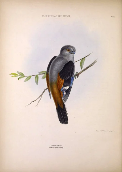 Eurylaimus Rubropygius Geslachten Van Vogels Londen 1849 — Stockfoto