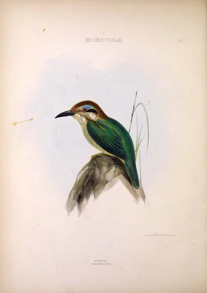 Momotus鸟类的属 伦敦1849 — 图库照片