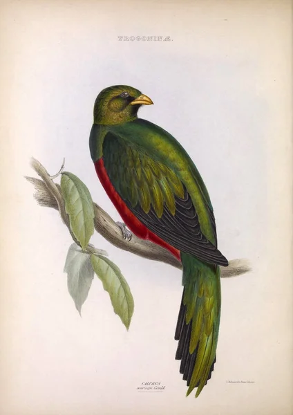 Trogon Rody Ptáků Londýn 1849 — Stock fotografie