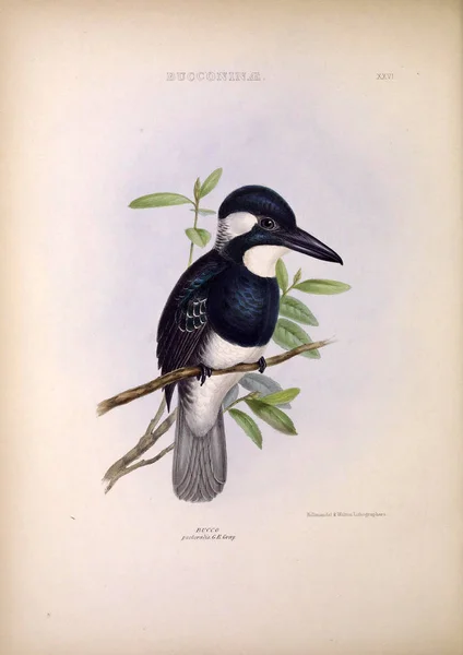 Bucco Geslachten Van Vogels Londen 1849 — Stockfoto