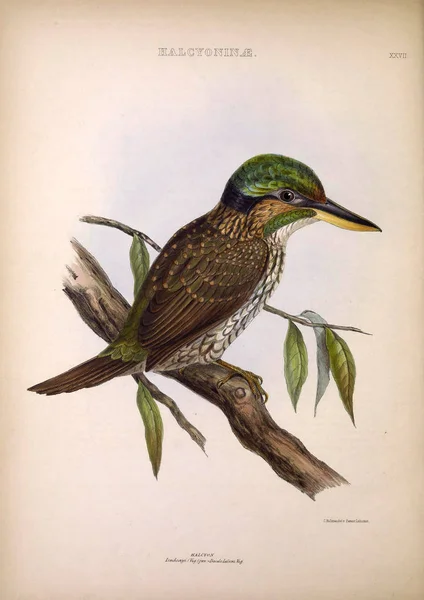 Halcyon Géneros Das Aves Londres 1849 — Fotografia de Stock