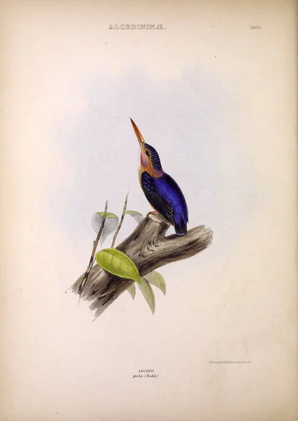 Halcyon Geslachten Van Vogels Londen 1849 — Stockfoto