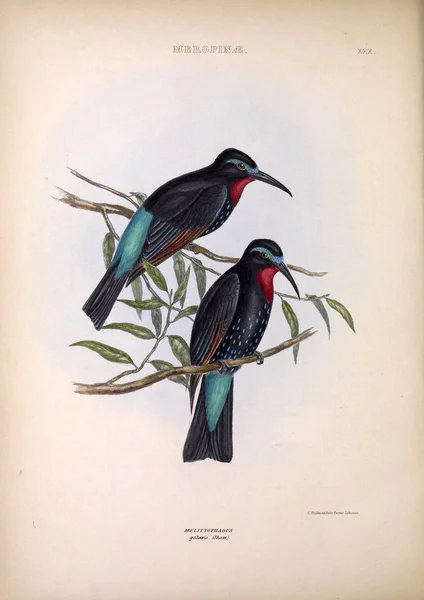 Halcyon Geslachten Van Vogels Londen 1849 — Stockfoto