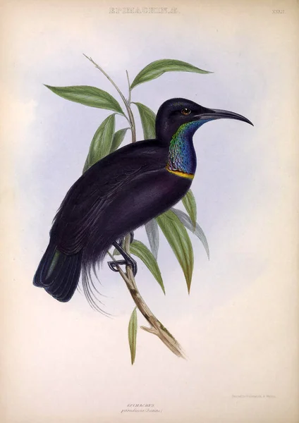 Hoopoe Géneros Das Aves Londres 1849 — Fotografia de Stock