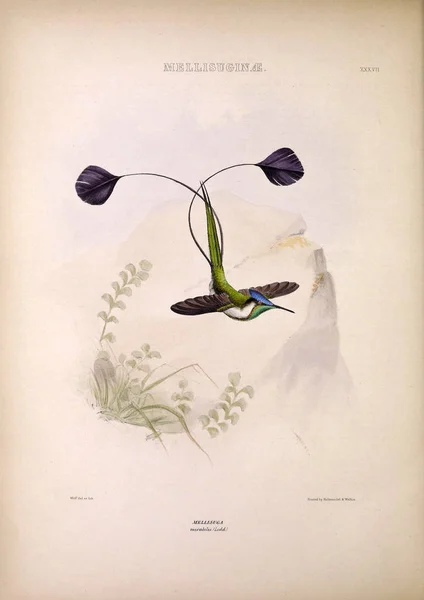 Hummingbird Genera Birds London 1849 — Stock Photo, Image