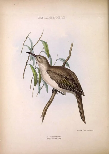 Illustration Oiseaux Exotiques Les Genres Oiseaux Londres 1849 — Photo