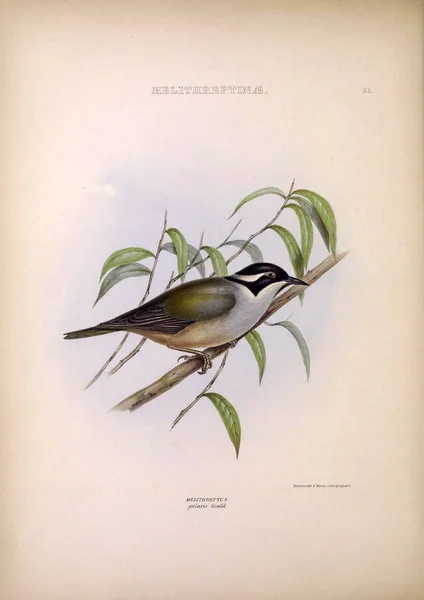 Illustratie Van Exotische Vogels Geslachten Van Vogels Londen 1849 — Stockfoto