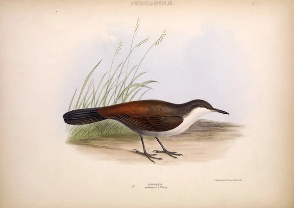 Illustratie Van Exotische Vogels Geslachten Van Vogels Londen 1849 — Stockfoto