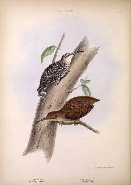 Dendrocolaptinae Cins Kuşların Londra 1849 — Stok fotoğraf