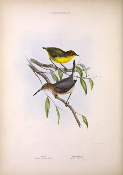 Illustratie Van Exotische Vogels Geslachten Van Vogels Londen 1849 — Stockfoto