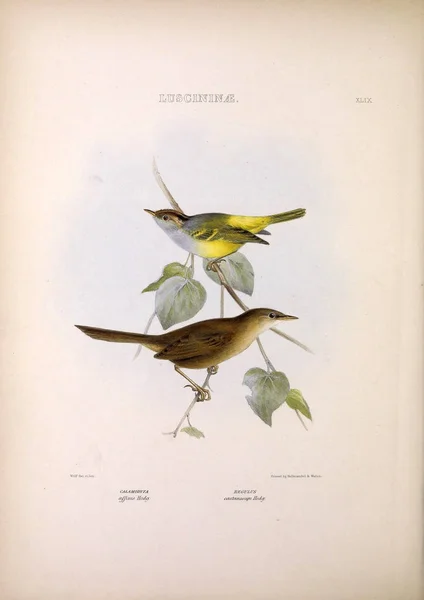 Illustratie Van Exotische Vogels Geslachten Van Vogels Londen 1849 — Stockfoto