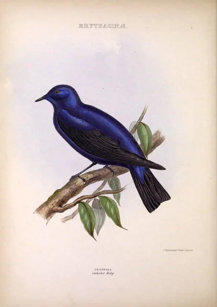 Egzotik Kuş Illustration Cins Kuşların Londra 1849 — Stok fotoğraf