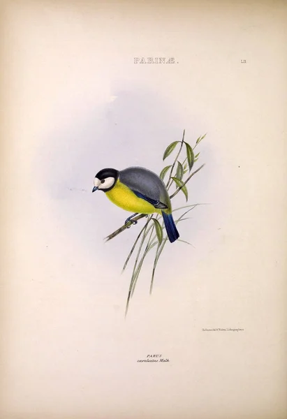 Ilustração Pássaro Exótico Géneros Das Aves Londres 1849 — Fotografia de Stock