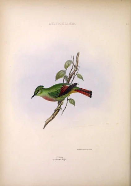 Ilustración Aves Exóticas Los Géneros Aves Londres 1849 —  Fotos de Stock