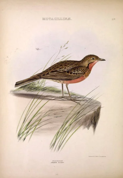 Illustration Exotischer Vögel Die Gattungen Der Vögel London 1849 — Stockfoto