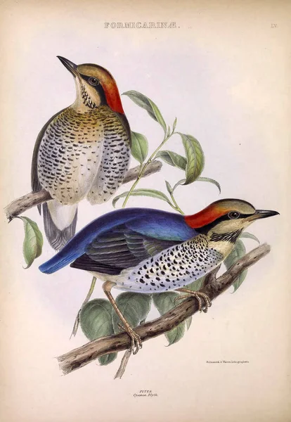 Ilustracja Ptaków Egzotycznych Rodzajów Ptaków Londyn 1849 — Zdjęcie stockowe