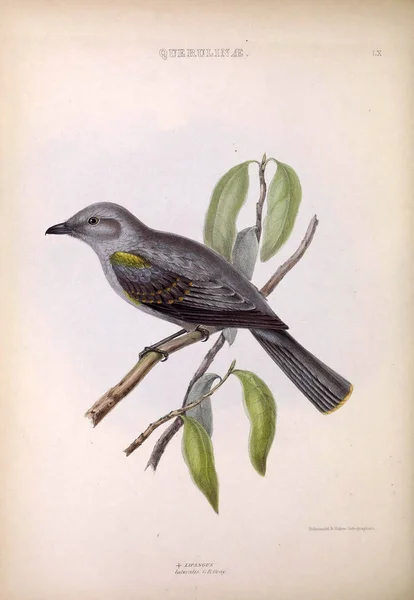 异国情调的鸟的例证 鸟类的属 伦敦1849 — 图库照片