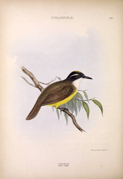 Иллюстрация Экзотической Птицы Роды Птиц Лондон 1849 — стоковое фото