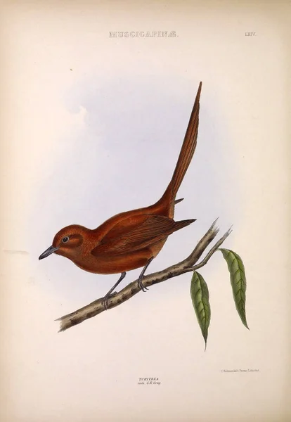 Ilustração Pássaro Exótico Géneros Das Aves Londres 1849 — Fotografia de Stock